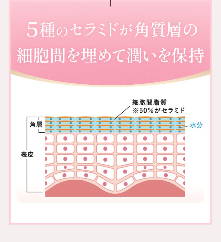 5種のセラミドが角質層の細胞間を埋めて潤いを保持