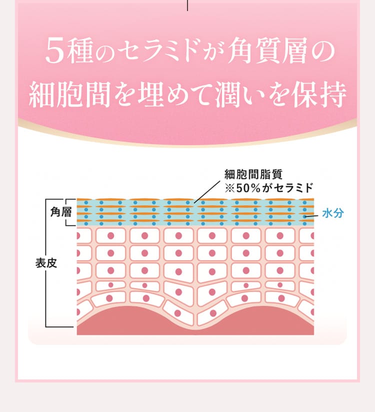 角質層の細胞間を埋めて潤いを保持